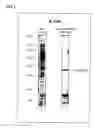 Fig. 02 - Method and agent for immobilizing protein via protein bound to silicon oxide-containing substance