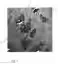 Fig. 02 - Process for manufacturing leaf tea