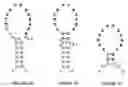 Fig. 02 - High Affinity Nucleic Acid Ligands To Lectins