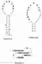 Fig. 08 - High Affinity Nucleic Acid Ligands To Lectins