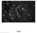 Fig. 22 - High throughput genome sequencing on DNA arrays