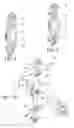 Fig. 07 - Orthopedic device having anteroposterior articulation