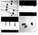 Fig. 01 - Cell nuclear transfer