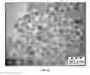 Fig. 05 - SYNTHESIS OF BIO-FUNCTIONALIZED RARE EARTH DOPED UPCONVERTING NANOPHOSPHORS