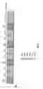 Fig. 04 - Method for setting subbands in multicarrier communication, and radio communication base station apparatus
