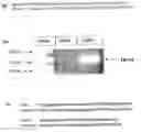 Fig. 01 - Assays for determining compounds which modulate TRAM phosphorylation