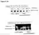 Fig. 09 - Assays for determining compounds which modulate TRAM phosphorylation