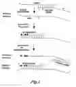 Fig. 02 - Methods for quantitating small RNA molecules
