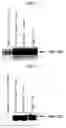 Fig. 02 - Human Protooncogene TRG and Protein Encoded Therein
