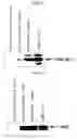 Fig. 04 - Human Protooncogene TRG and Protein Encoded Therein