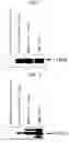 Fig. 07 - Human Protooncogene TRG and Protein Encoded Therein