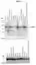 Fig. 28 - Human Protooncogene TRG and Protein Encoded Therein