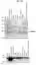 Fig. 33 - Human Protooncogene TRG and Protein Encoded Therein