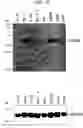 Fig. 35 - Human Protooncogene TRG and Protein Encoded Therein