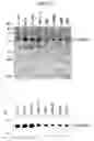 Fig. 40 - Human Protooncogene TRG and Protein Encoded Therein