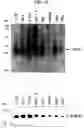 Fig. 41 - Human Protooncogene TRG and Protein Encoded Therein