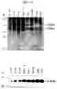 Fig. 43 - Human Protooncogene TRG and Protein Encoded Therein