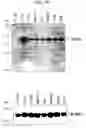 Fig. 44 - Human Protooncogene TRG and Protein Encoded Therein
