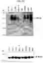 Fig. 46 - Human Protooncogene TRG and Protein Encoded Therein