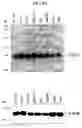 Fig. 47 - Human Protooncogene TRG and Protein Encoded Therein
