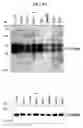 Fig. 48 - Human Protooncogene TRG and Protein Encoded Therein