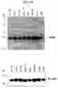Fig. 49 - Human Protooncogene TRG and Protein Encoded Therein