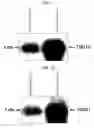 Fig. 53 - Human Protooncogene TRG and Protein Encoded Therein