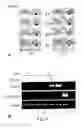 Fig. 07 - Isolation of skeletal precursor cells