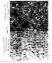 Fig. 08 - Isolation of skeletal precursor cells