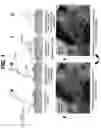 Fig. 02 - Identification of tissue for debridement