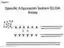 Fig. 06 - Characterization and identification of unique human adiponectin isoforms and antibodies