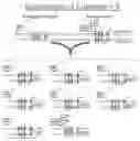 Fig. 01 - CHOLINERGIC/SEROTONINERGIC RECEPTOR AND USES THEREOF