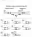Fig. 02 - CHOLINERGIC/SEROTONINERGIC RECEPTOR AND USES THEREOF
