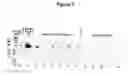 Fig. 04 - Autoantibody detection for cancer diagnostics