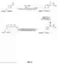 Fig. 32 - Compositions containing, methods involving, and uses of non-natural amino acids and polypeptides