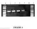 Fig. 07 - Compositions and method for storage of nucleic acid from bodily fluids