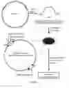 Fig. 06 - System for capturing and modifying large pieces of genomic DNA and constructing organisms with chloroplasts