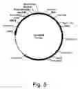 Fig. 06 - Methods of reducing the inhibitory effect of a tannin on the enzymatic hydrolysis of cellulosic material
