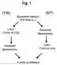 Fig. 02 - Virus purification using ultrafiltration