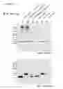 Fig. 14 - Modulators of odorant receptors