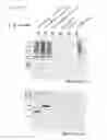 Fig. 15 - Modulators of odorant receptors