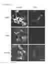 Fig. 22 - Modulators of odorant receptors