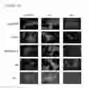 Fig. 63 - Modulators of odorant receptors
