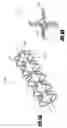 Fig. 35 - Methods and apparatus for treatment of hollow anatomical structures