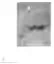 Fig. 14 - Regeneration