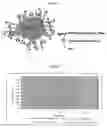 Fig. 02 - Biologically active metal-coated proteins