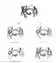 Fig. 01 - Methods for humanizing antibodies and humanized antibodies made thereby