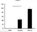 Fig. 06 - METHOD FOR PREVENTING OR TREATING EDEMA OR DERMATITIS USING GLEHNIA LITTORALIS FR. SCHMIDT ET MIQUEL EXTRACT