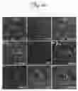 Fig. 45 - Reduction of off-target RNA interference toxicity