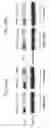 Fig. 53 - Reduction of off-target RNA interference toxicity